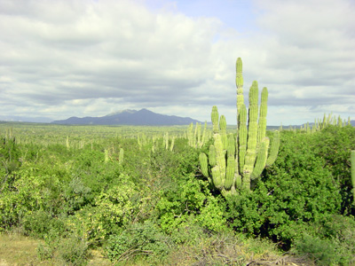 Kakteen Landschaft