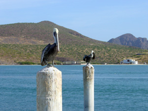 Pelikane