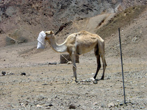 Kamel beim futtern
