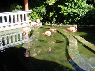 Flamingos Domrep Barcello