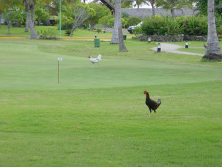 Golfplatz mit Tieren