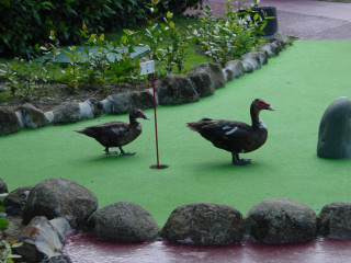 Minigolf