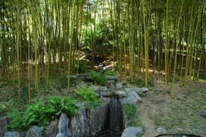 Bambusgarten