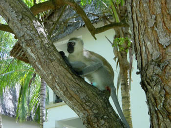 Affe