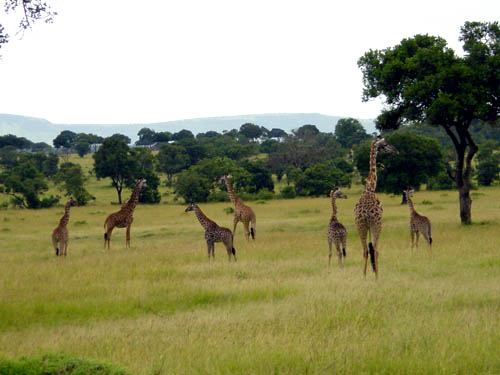 Giraffen in der Masai Mara in Afrika