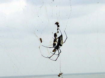 Spinne