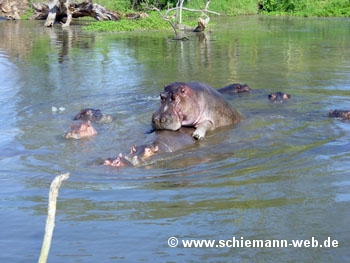 Hippo