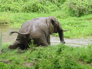 Elefant
