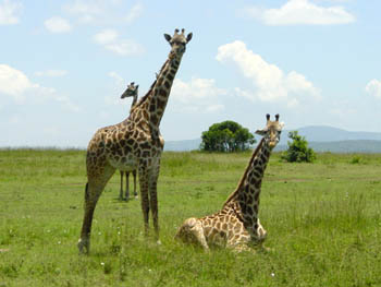 Giraffen