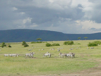 Zebras
