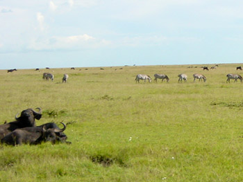 Tiere in der Masai Mara