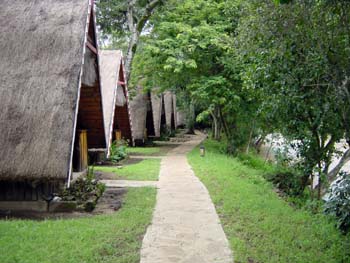 Mara Buffalo Camp