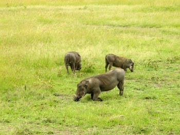 Warzenschwein
