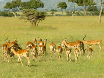 Impala Antilope