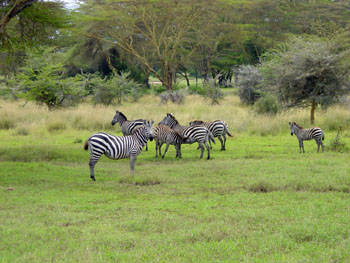 Zebra