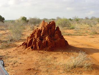 Termitenh�gel Tsavo Ost