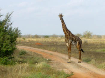 Giraffe Tsavo