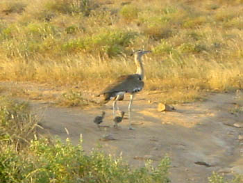 Trappen Tsavo Ost