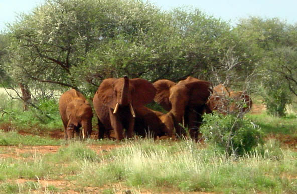 Rote Elefanten