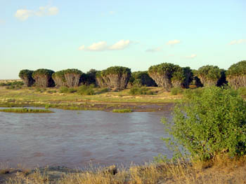 Palmen am Galana River