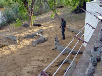 Herr der Krokodile im Galana Crocodile Camp