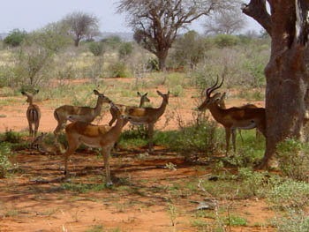 Impala Gazellen Tsavo Ost