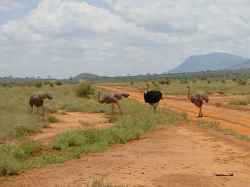 Sträuße Tsavo West