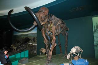 Dino