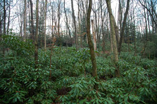 Rhododendren