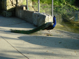 Pfau