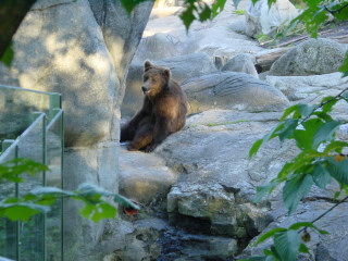 Bär im Skansen