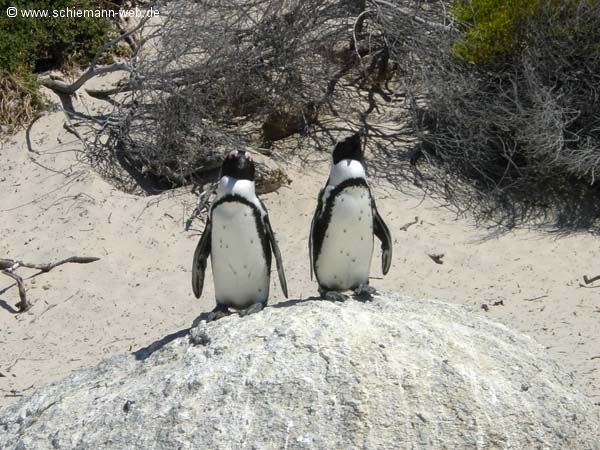 Brillenpinguine