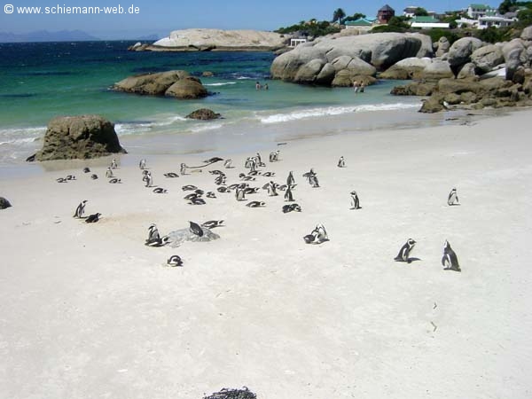 Pinguine Simonstown Kapstadt
