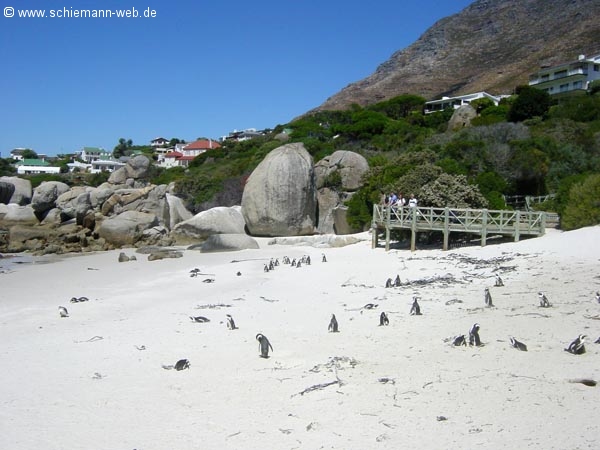 Pinguin Simon�s town