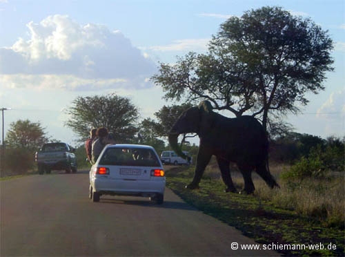 Bilder Elefant