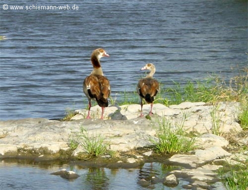 Gänse