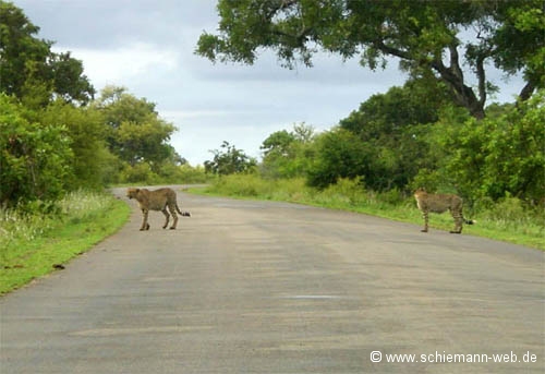 Safari Kr�gerpark Geparden