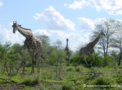 Bilder Giraffe