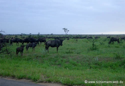 Fotos Gnus