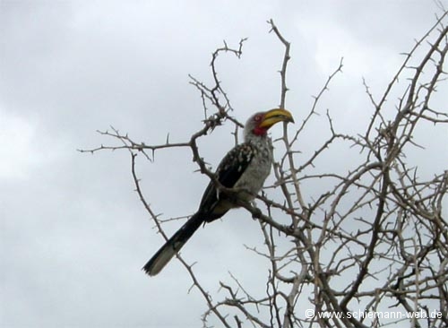 Hornbill