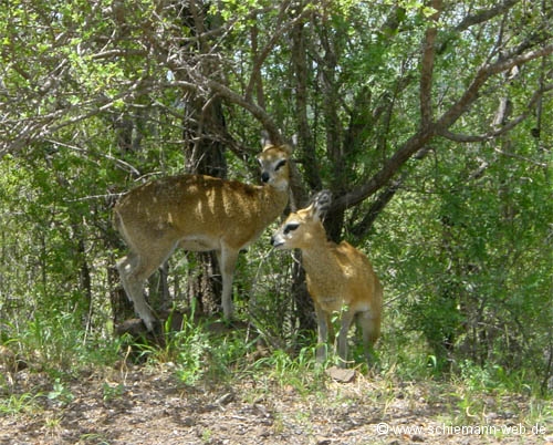 Klipspringer Gazellen