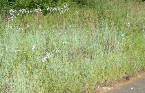 Lilien an der Panorama Route