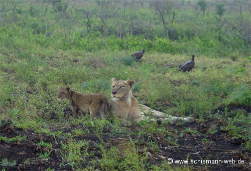 Löwen im Krüger Nationalpark