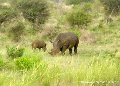 Bilder Nashorn