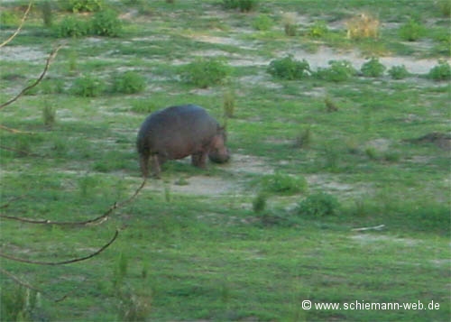 Nilpferd