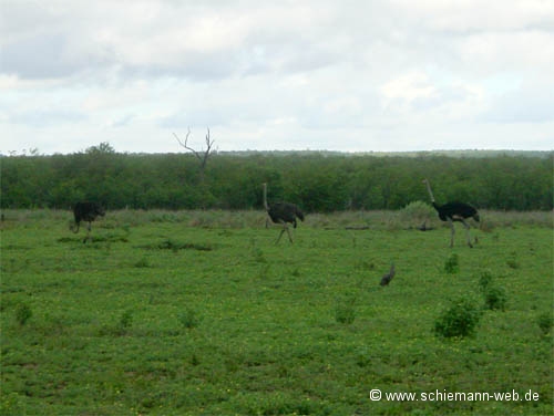 Strauße bei Letaba
