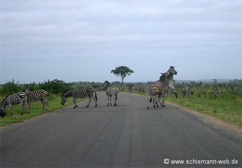 Fotos Zebras